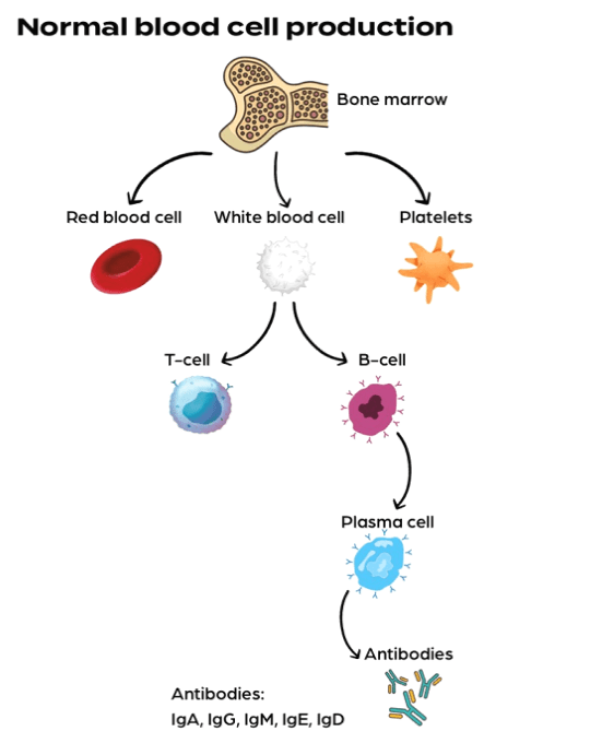 A diagram showing the different components of blood.